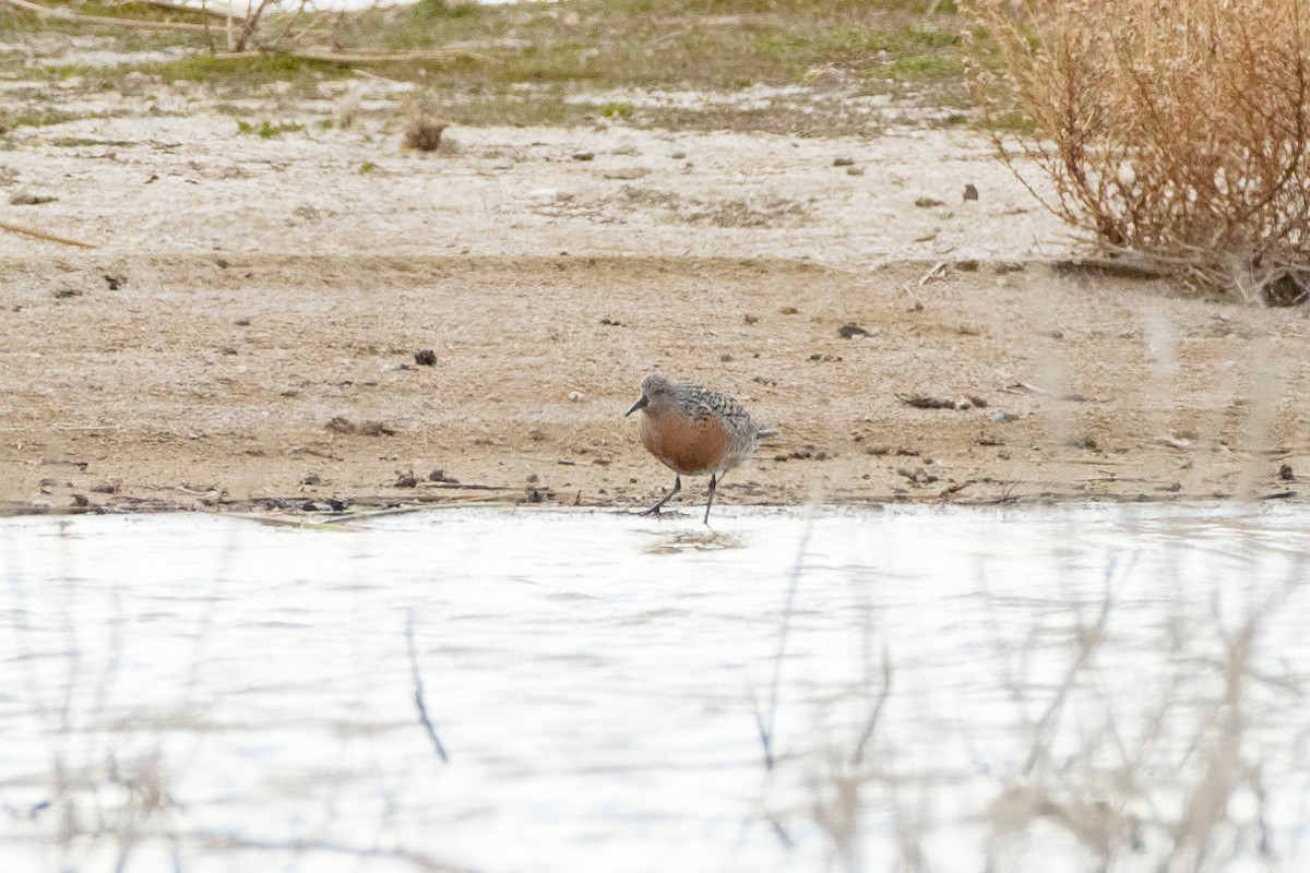 Red Knot - ML447710711