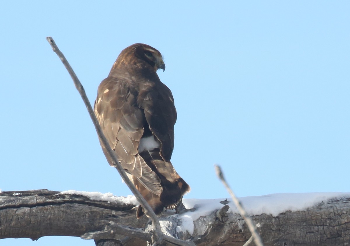 Aguilucho de Hudson - ML44771091