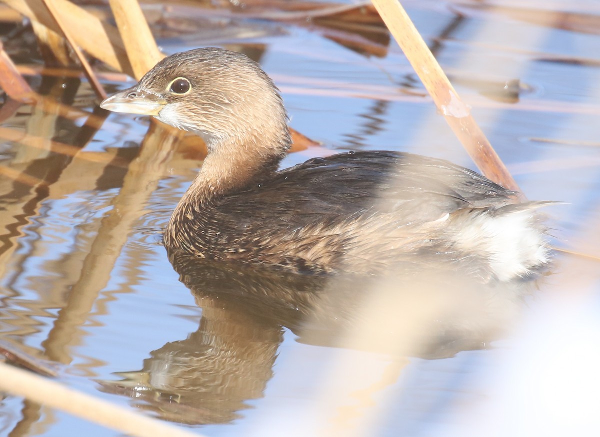 Pied-billed Grebe - ML44771111