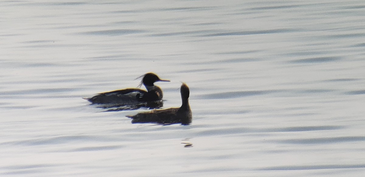 Red-breasted Merganser - ML447712281