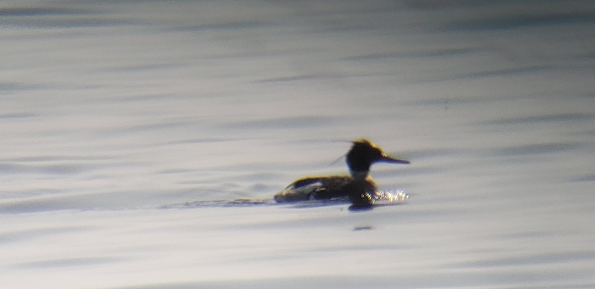 Red-breasted Merganser - ML447712461