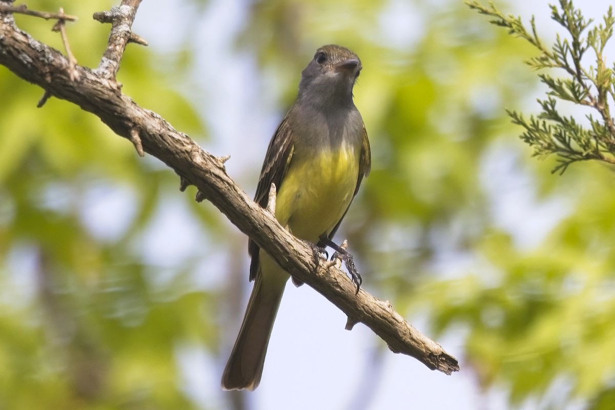 Great Crested Flycatcher - ML447713441
