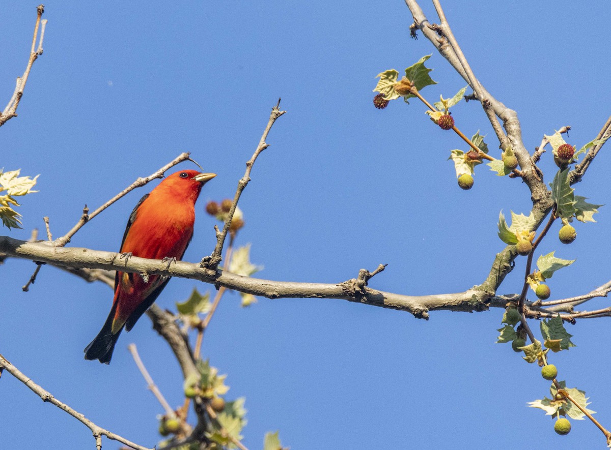 Scarlet Tanager - ML447714151