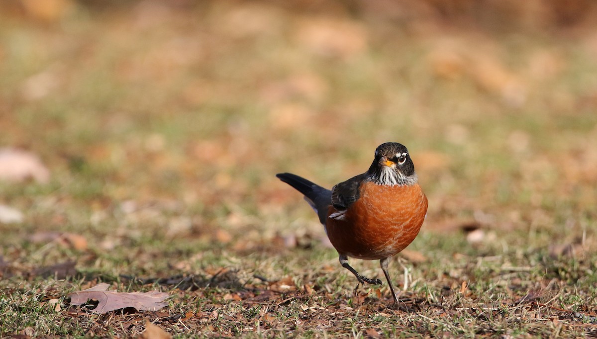 American Robin - Jay McGowan