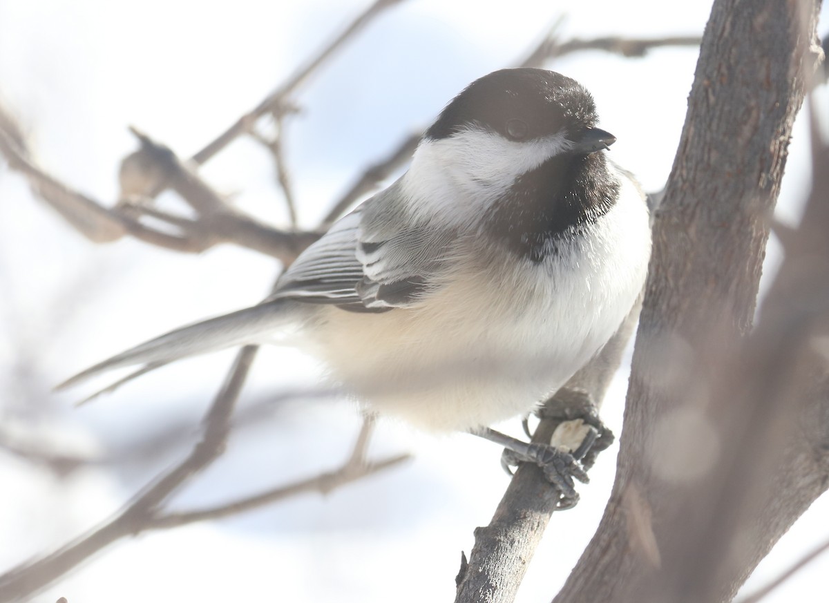 Black-capped Chickadee - ML44771591