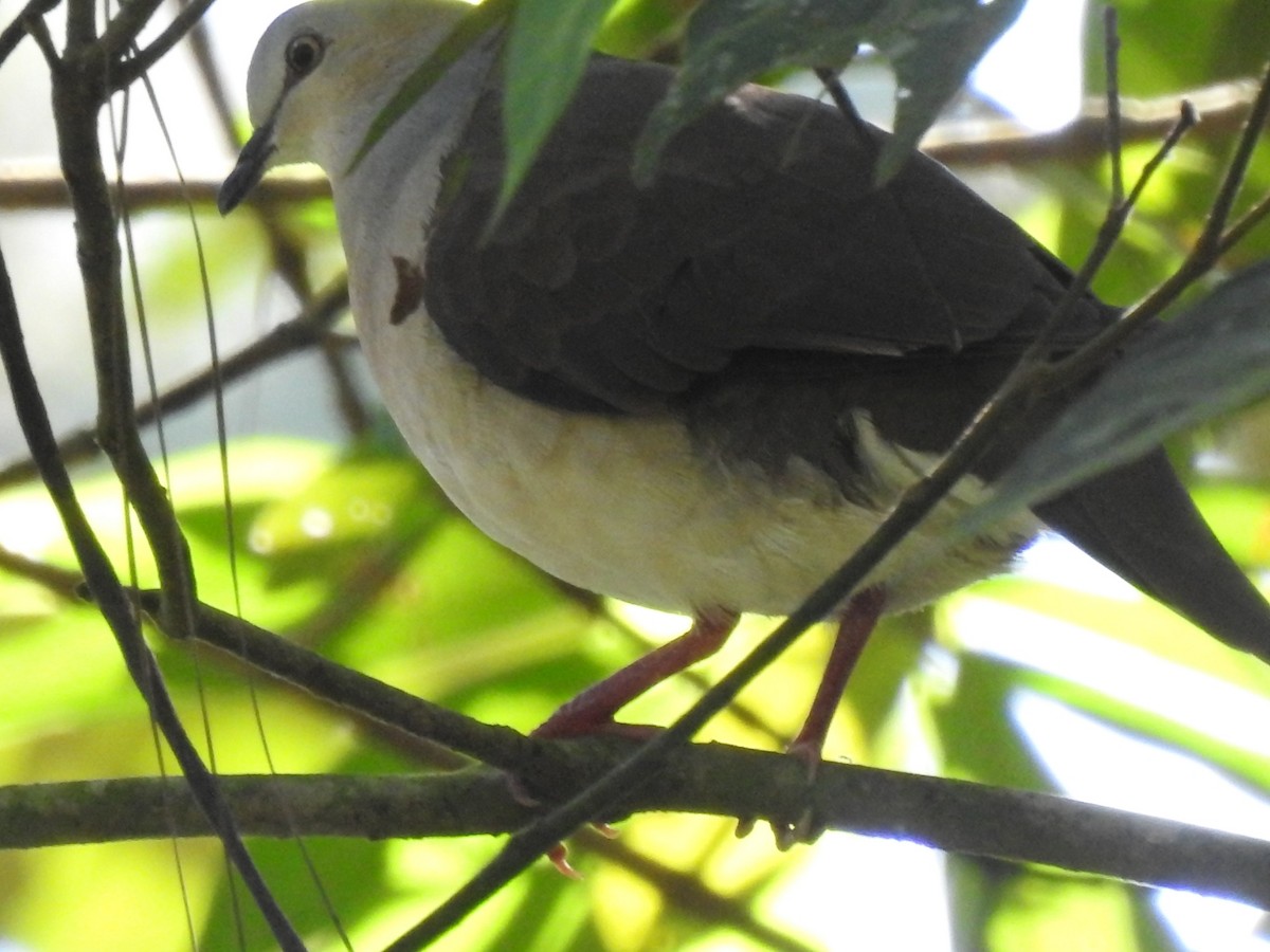 Gray-headed Dove - ML447715941