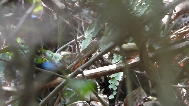 Long-tailed Manakin - ML447716101