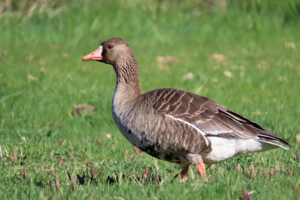 Greater White-fronted Goose - ML447717301