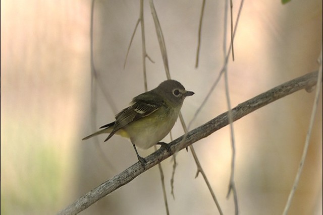 Vireo de Cassin (cassinii) - ML447718