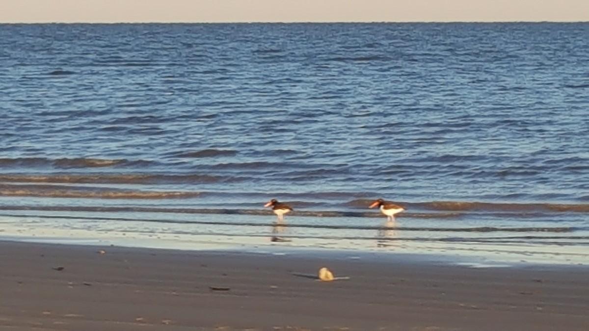 American Oystercatcher - ML44772041