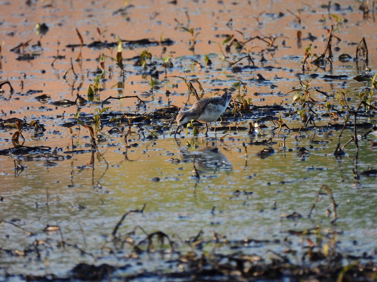 Wilson's Phalarope - ML447720791