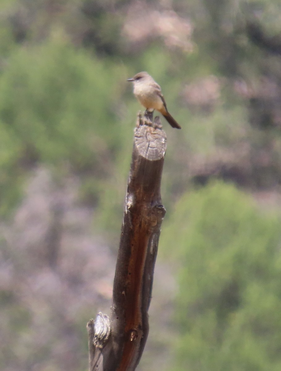 Say's Phoebe - ML447720911