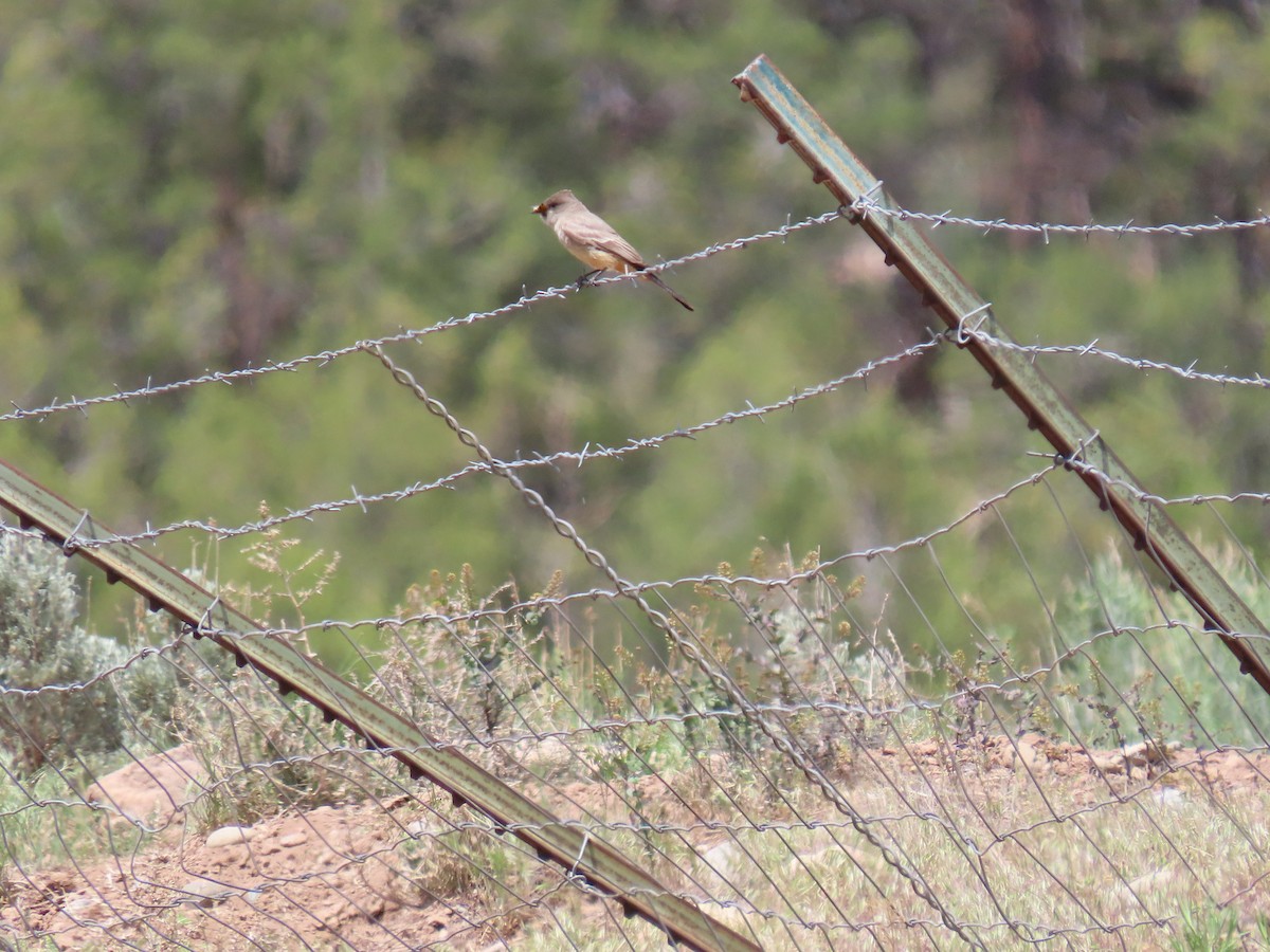 Say's Phoebe - ML447720951