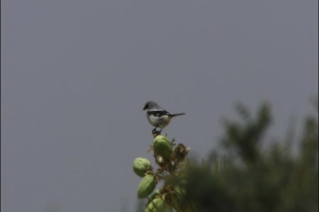 Pie-grièche migratrice - ML447721