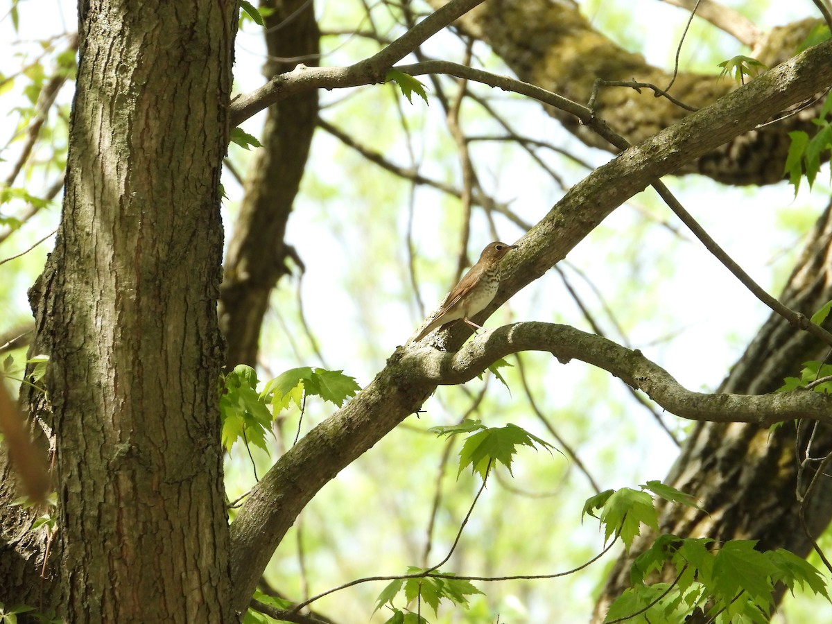 Swainson's Thrush - ML447722311