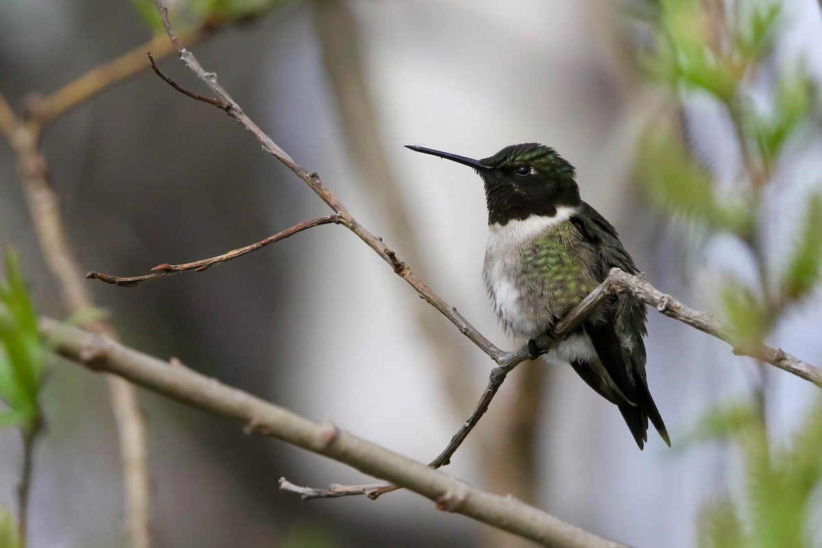 Ruby-throated Hummingbird - Joseph Malott