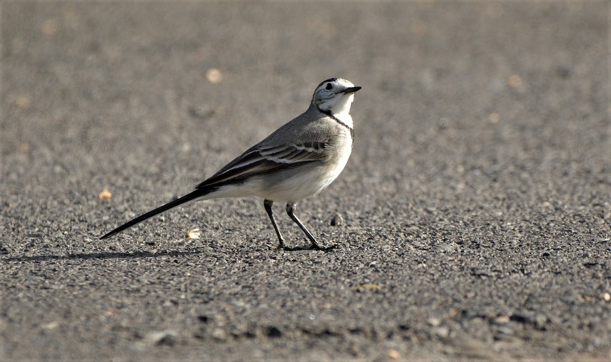 White Wagtail - ML447726581