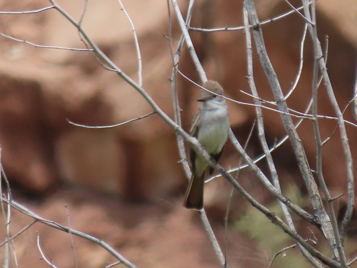 Ash-throated Flycatcher - ML447726701