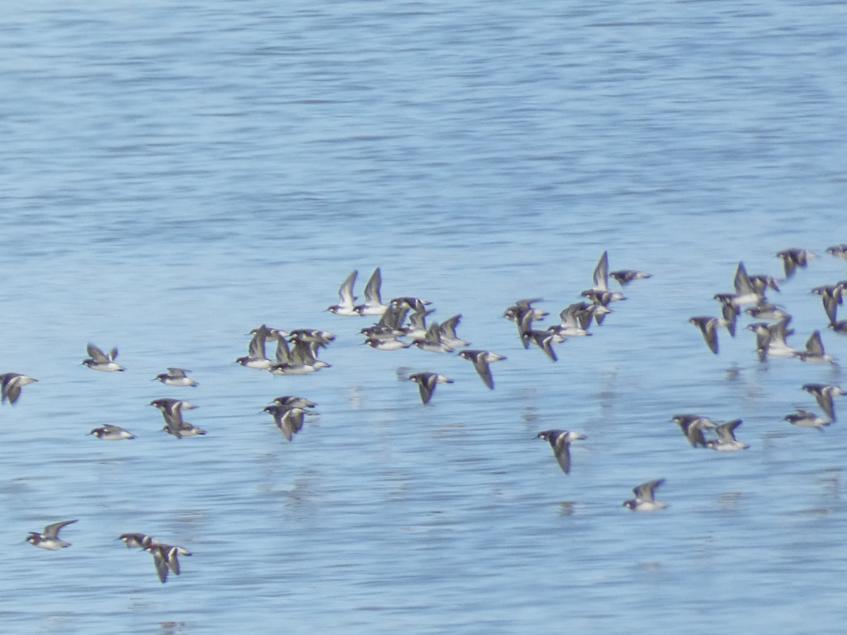 Red-necked Phalarope - ML447729011