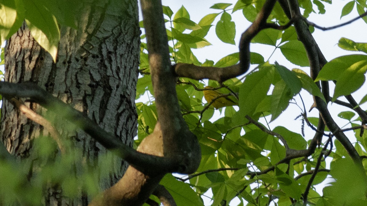 Yellow Warbler - ML447731291