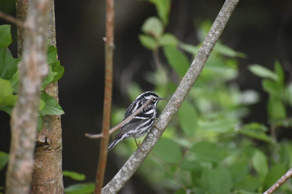 Пісняр строкатий - ML447731981