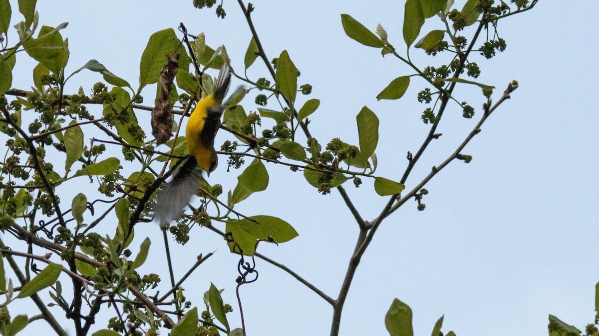 Blue-winged Warbler - ML447732241