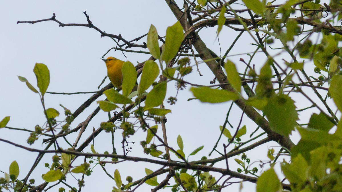 Blauflügel-Waldsänger - ML447732251