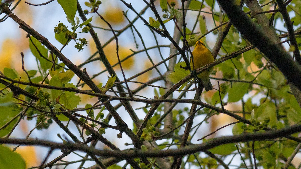 Blue-winged Warbler - ML447732261