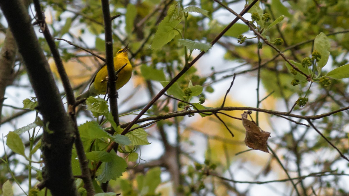 Blue-winged Warbler - ML447732281