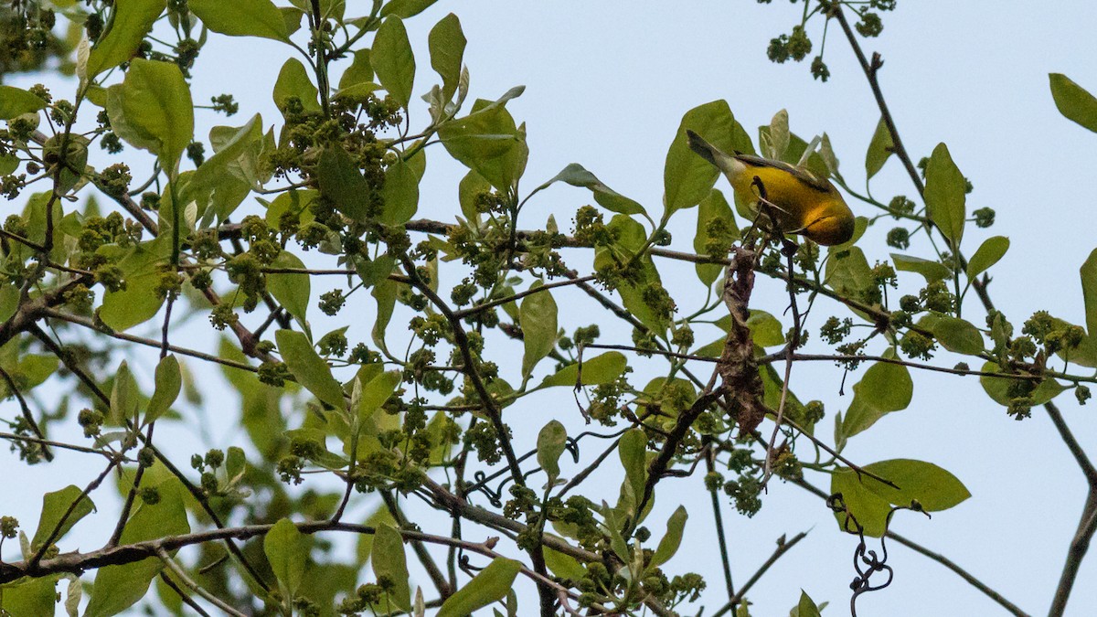 Blue-winged Warbler - ML447732291