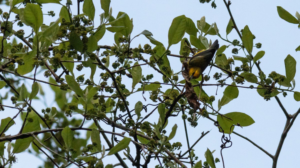 Blue-winged Warbler - ML447732301