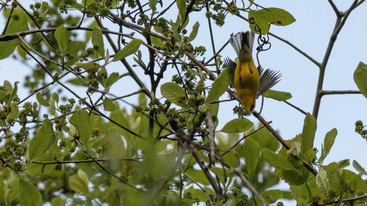 Blauflügel-Waldsänger - ML447732311