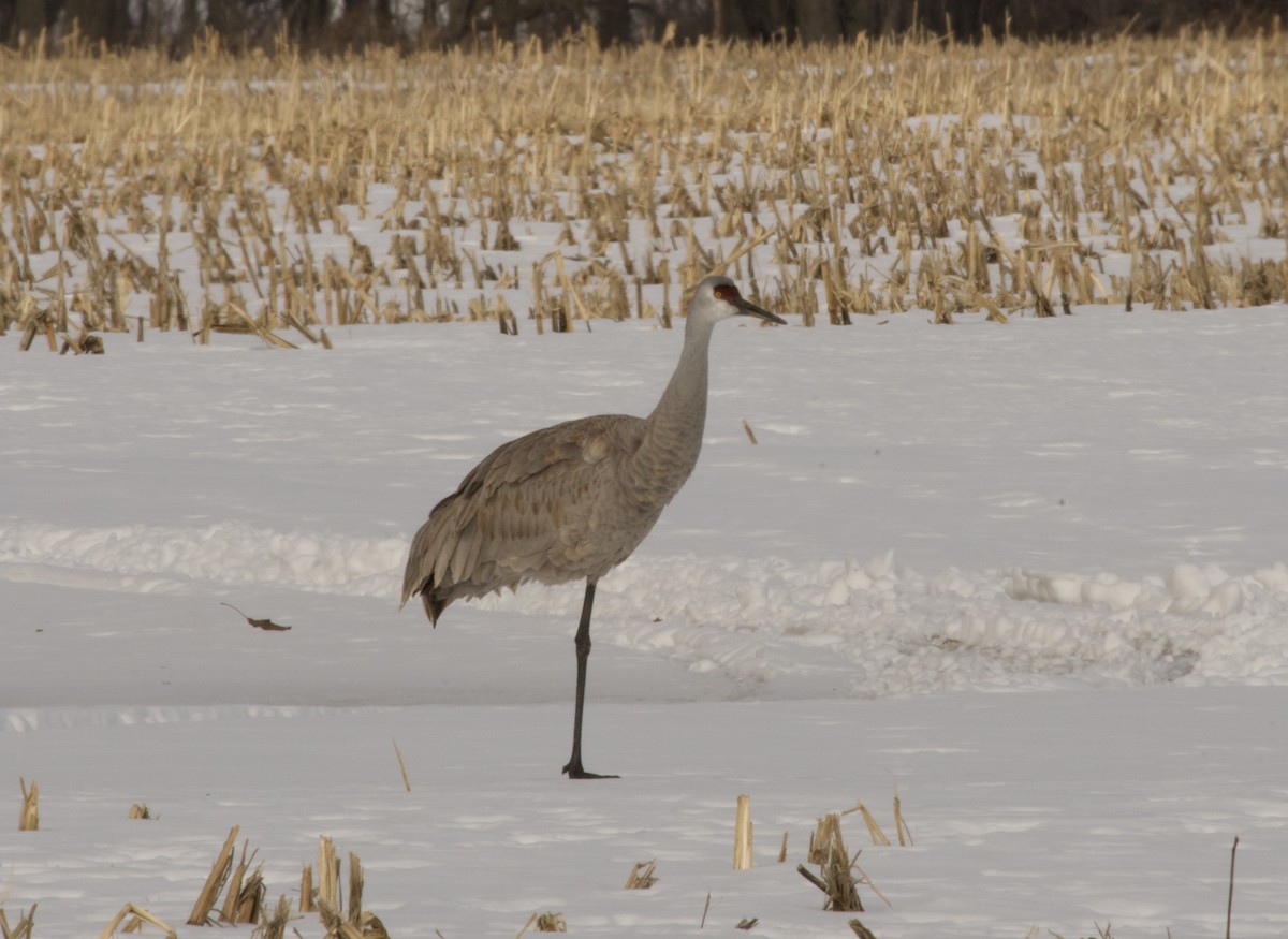 Sandhill Crane - ML447733211