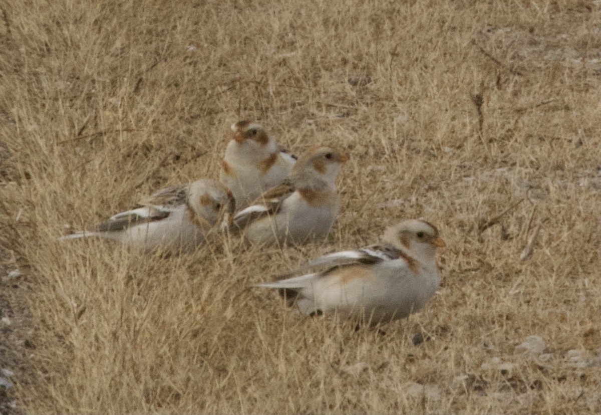 Snow Bunting - ML447733401