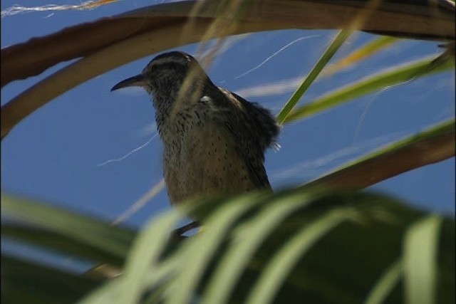 Cactus Wren - ML447734