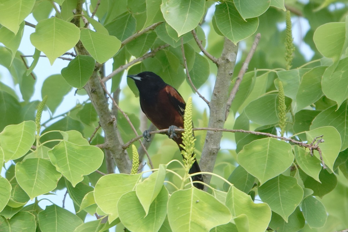 Orchard Oriole - ML447734481