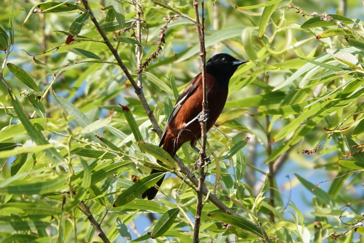 Orchard Oriole - ML447734561