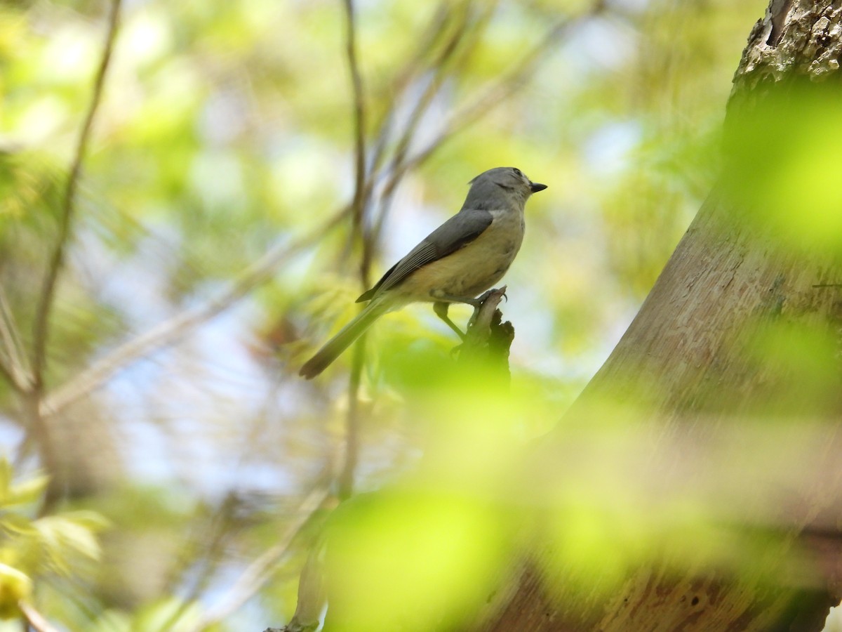 Tufted Titmouse - JT Santangelo