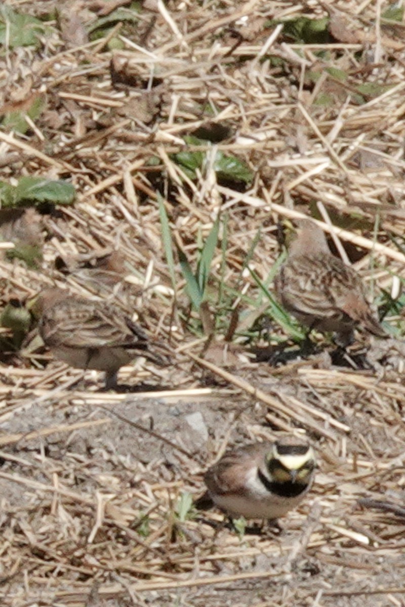 Horned Lark - ML447735701