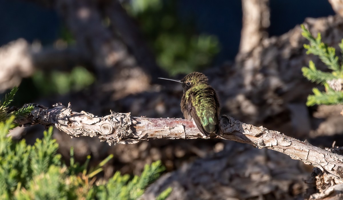 Black-chinned Hummingbird - ML447735831