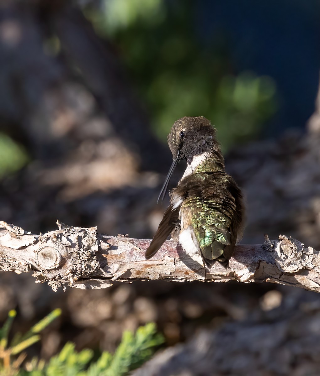 Black-chinned Hummingbird - ML447735901
