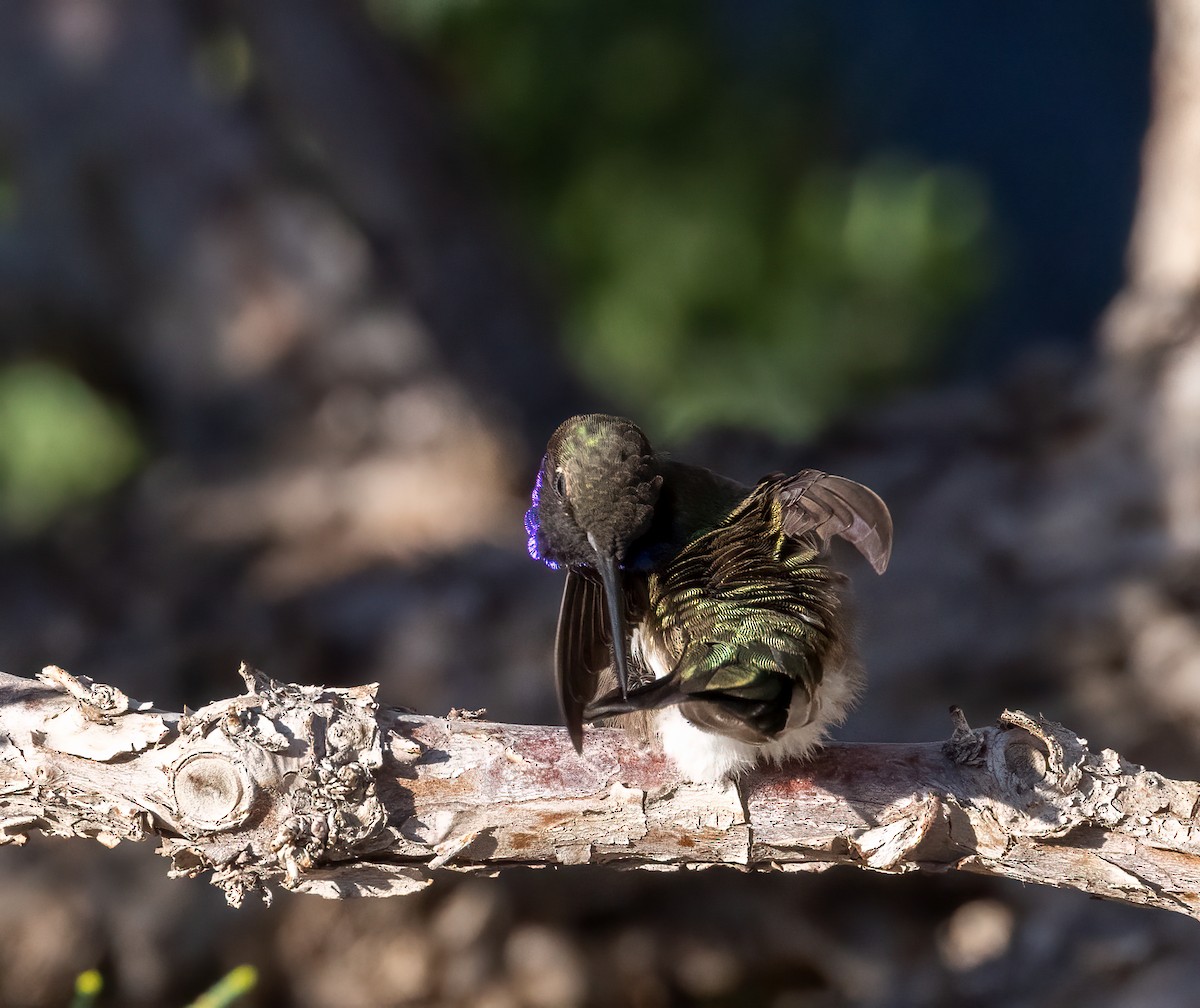 Black-chinned Hummingbird - ML447735961
