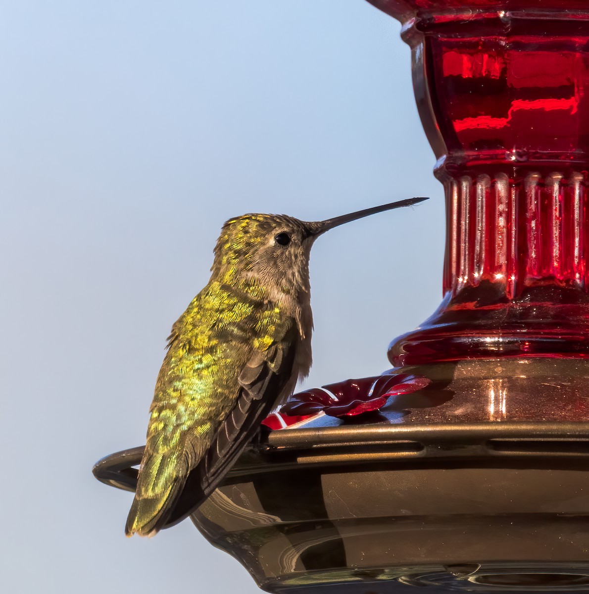 Black-chinned Hummingbird - ML447735971