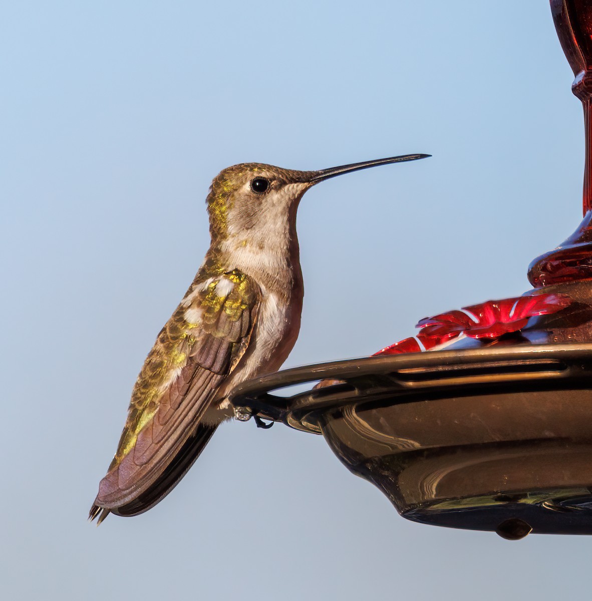 Black-chinned Hummingbird - ML447736001