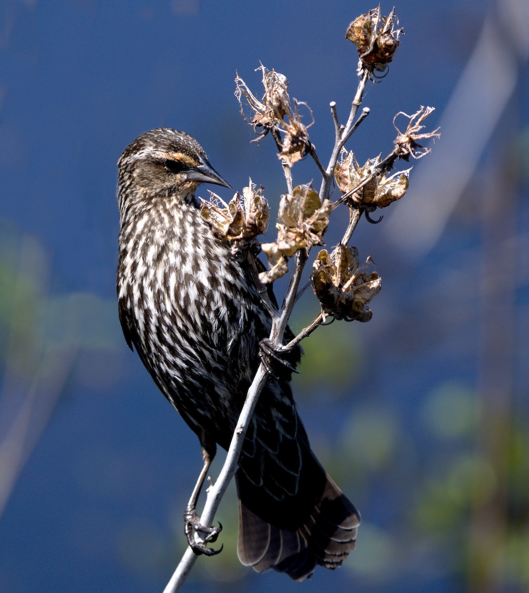 Red-winged Blackbird - ML447736831