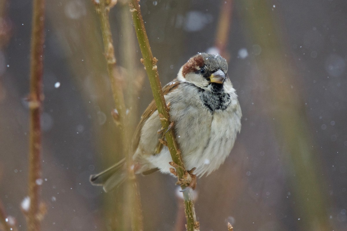 House Sparrow - ML44773741