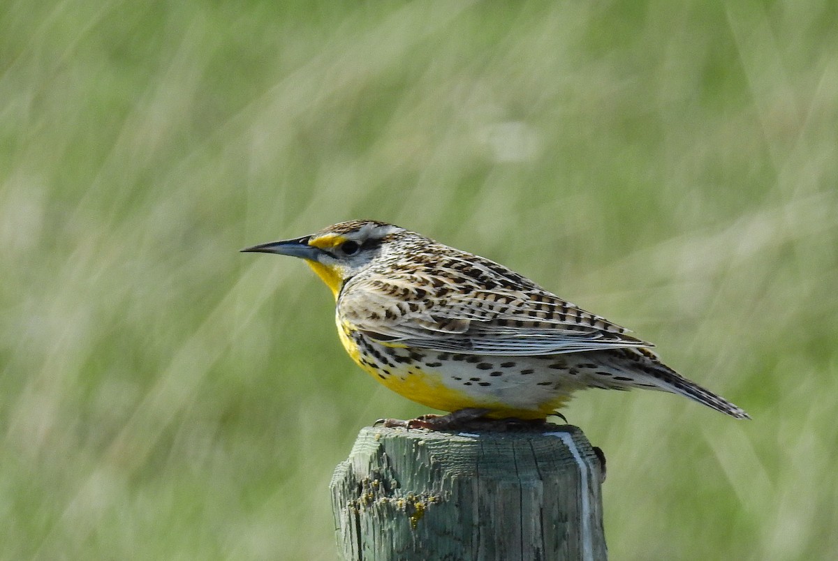 Western Meadowlark - Bob Curry