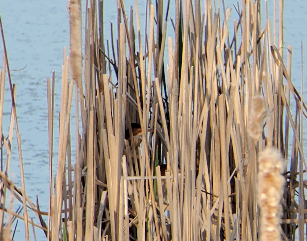 Least Bittern - Will Heikoop