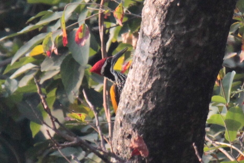 Greater Flameback - Daniel George