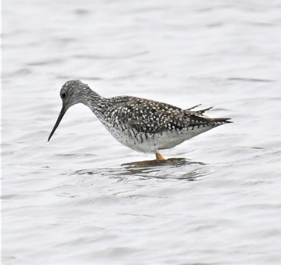 Lesser Yellowlegs - ML447739671